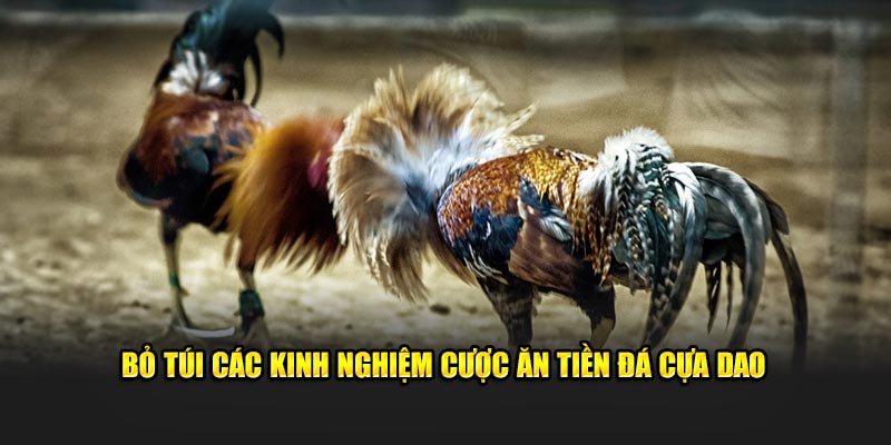 Bỏ túi các kinh nghiệm cược ăn tiền đá cựa dao