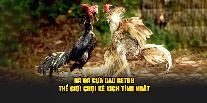 Đá Gà Cựa Dao BET88 - Thế Giới Chọi Kê Kịch Tính Nhất