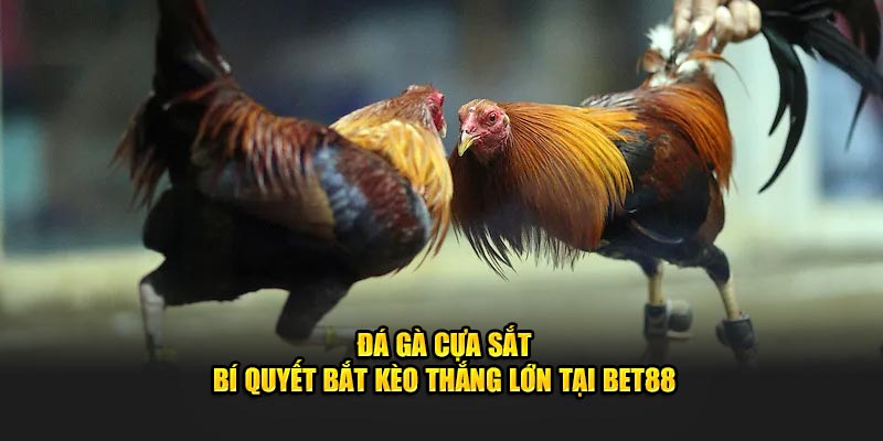 Đá Gà Cựa Sắt - Bí Quyết Bắt Kèo Thắng Lớn Tại BET88