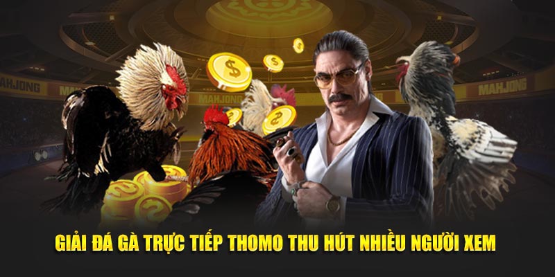 Giải đá gà trực tiếp Thomo thu hút nhiều người xem