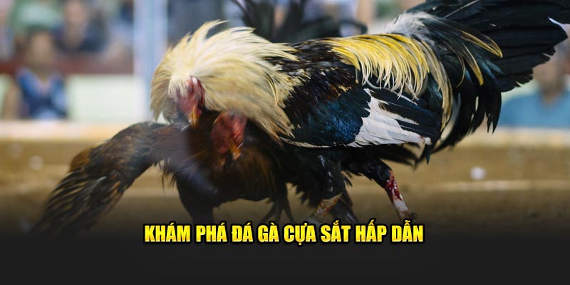 Khám phá đá gà cựa sắt hấp dẫn