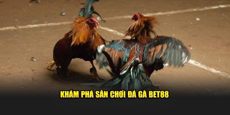 Khám phá sân chơi đá gà BET88