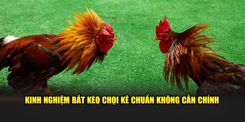Kinh nghiệm bắt kèo chọi kê chuẩn không cần chỉnh