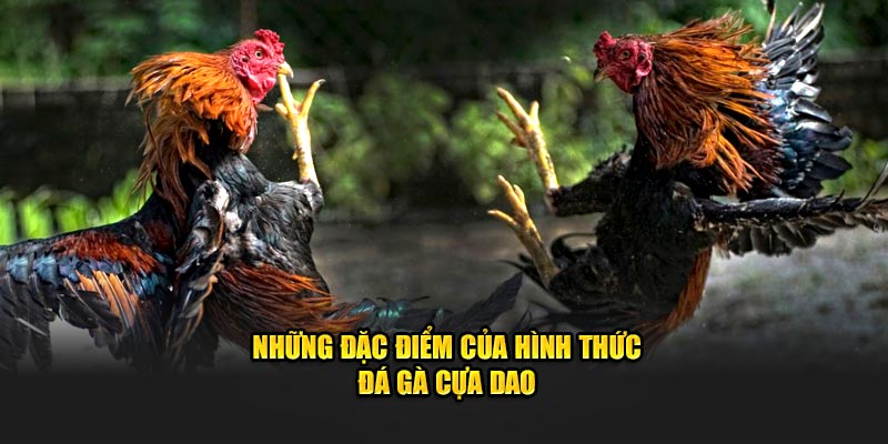 Đặc điểm cần biết về hình thức đá gà cựa dao
