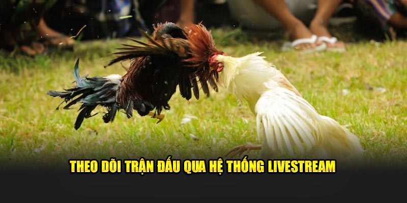 Theo dõi qua hệ thống livestream hiện đại