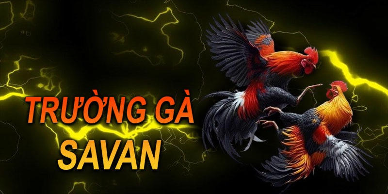 Trường Gà Savan - Đấu Trường Nổi Tiếng Hàng Đầu Tại Châu Á