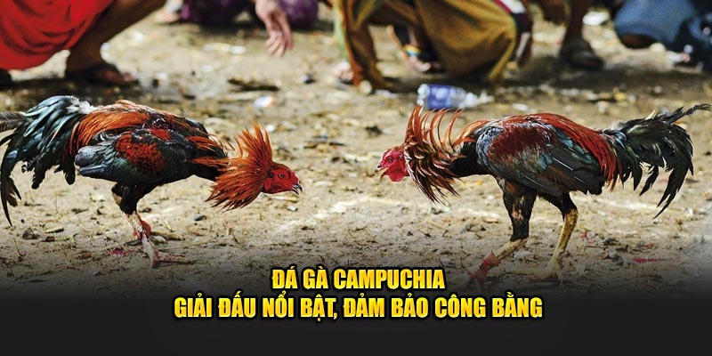 Đá Gà Campuchia – Giải Đấu Nổi Bật, Đảm Bảo Công Bằng
