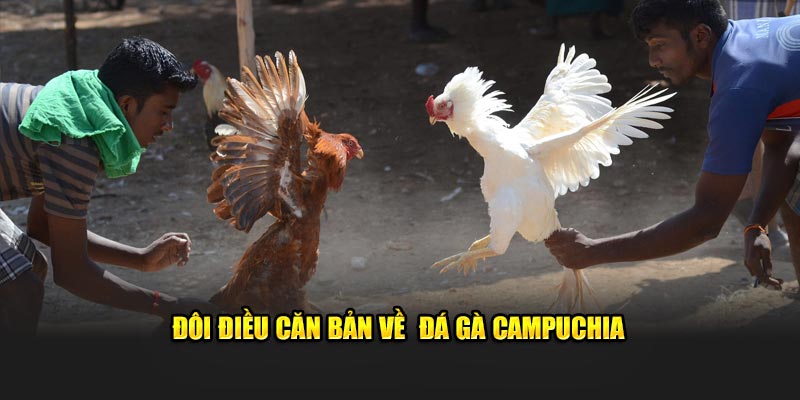 Đôi điều căn bản về đá gà Campuchia