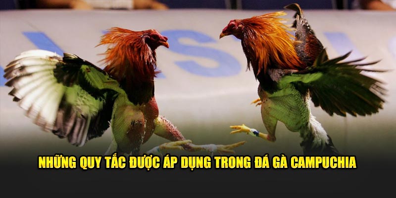 Những quy tắc được áp dụng trong đá gà Campuchia