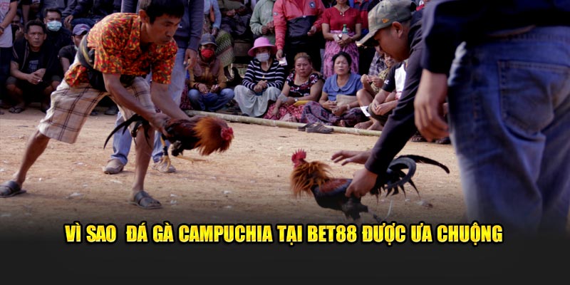 Vì sao đá gà Campuchia tại BET88 được ưa chuộng